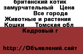 британский котик замурчательный › Цена ­ 12 000 - Все города Животные и растения » Кошки   . Томская обл.,Кедровый г.